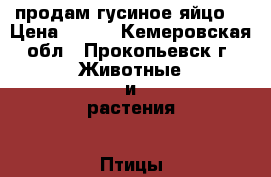 продам гусиное яйцо  › Цена ­ 100 - Кемеровская обл., Прокопьевск г. Животные и растения » Птицы   